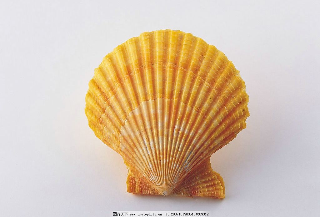 贝壳 生物世界 海洋生物 摄影图库 300 jpg_动物世界 贝壳 生物世界 海洋生物 摄影图库 300 jpg