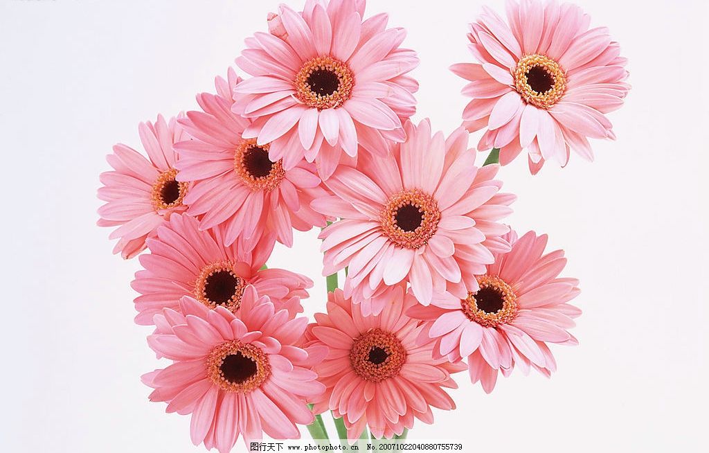 剪羊毛伴奏简谱分享_剪羊毛伴奏简谱图片下载