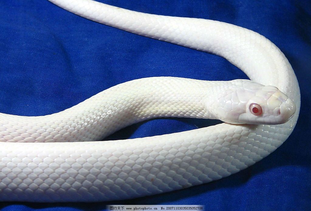 白蛇图片