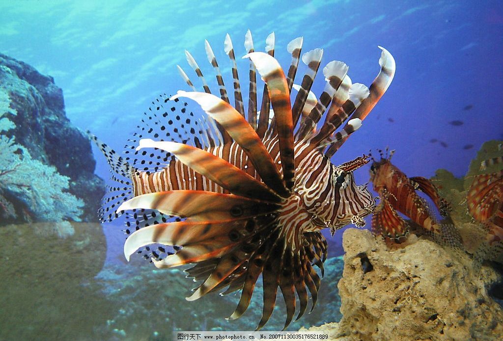 狮子鱼 鱼 有毒水生物 生物世界 海洋生物 危险水生物 摄影图库 180图片