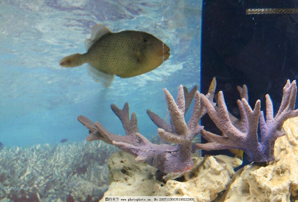 鳞鲀鱼 鱼 有毒生物 海洋生物 热带鱼 生物世界 危险水生物 摄影图库图片