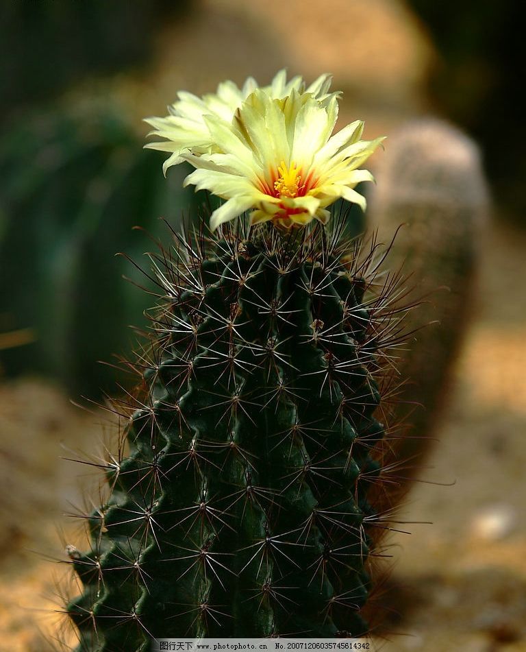 热带植物 沙漠植物 热带植物开花 仙人塔开花 生物世界 花草 摄影图库