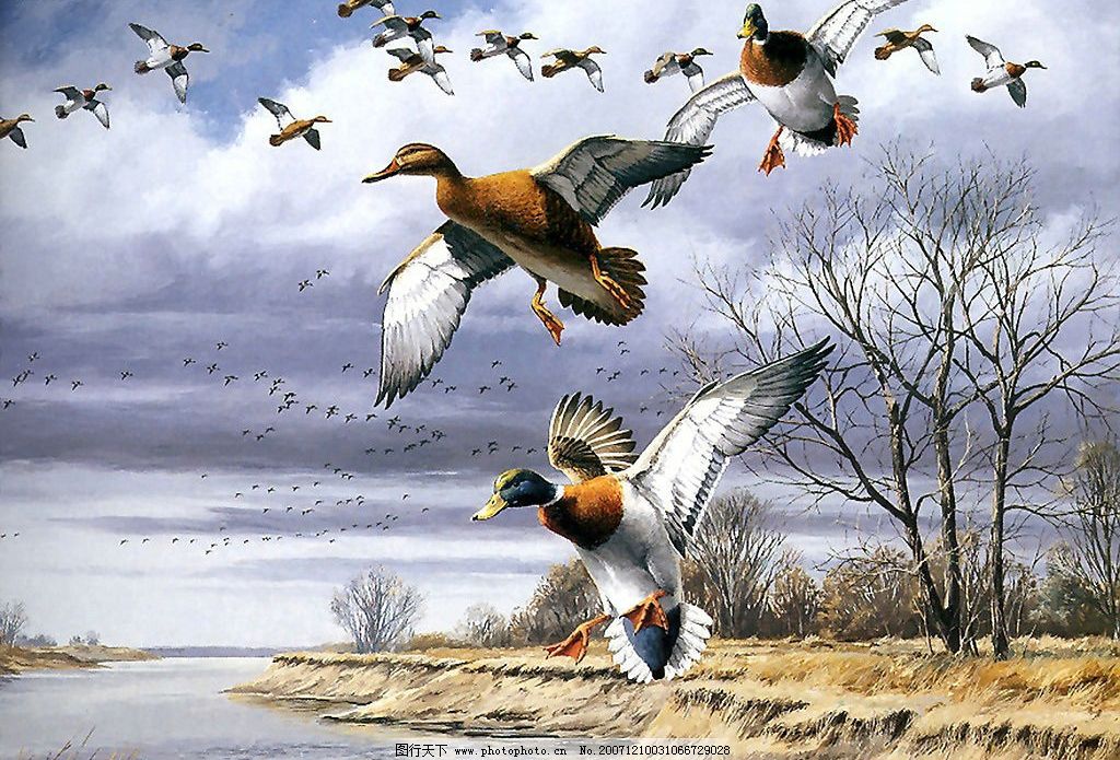 手绘飞禽走兽图片