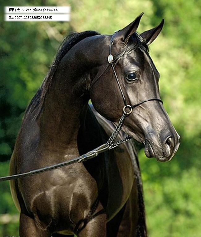 骝色阿拉伯马图片