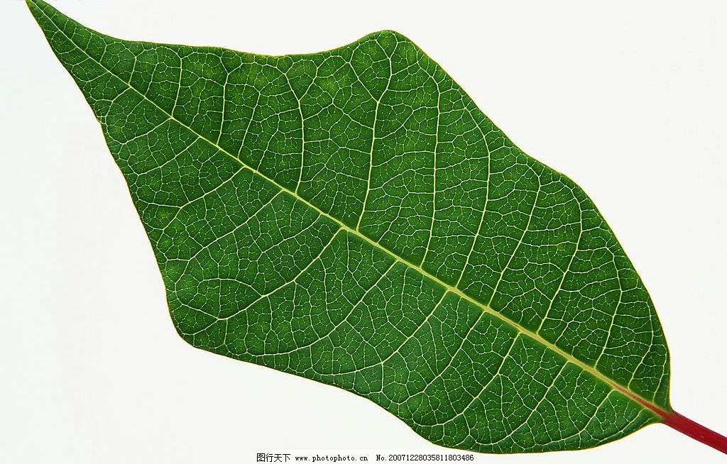 一片叶子 托起脱贫攻坚新希望